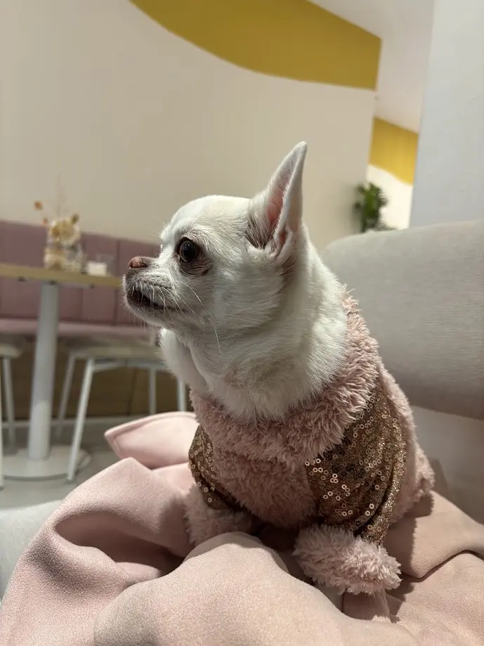 Eva la Chihui en un café pet friendly