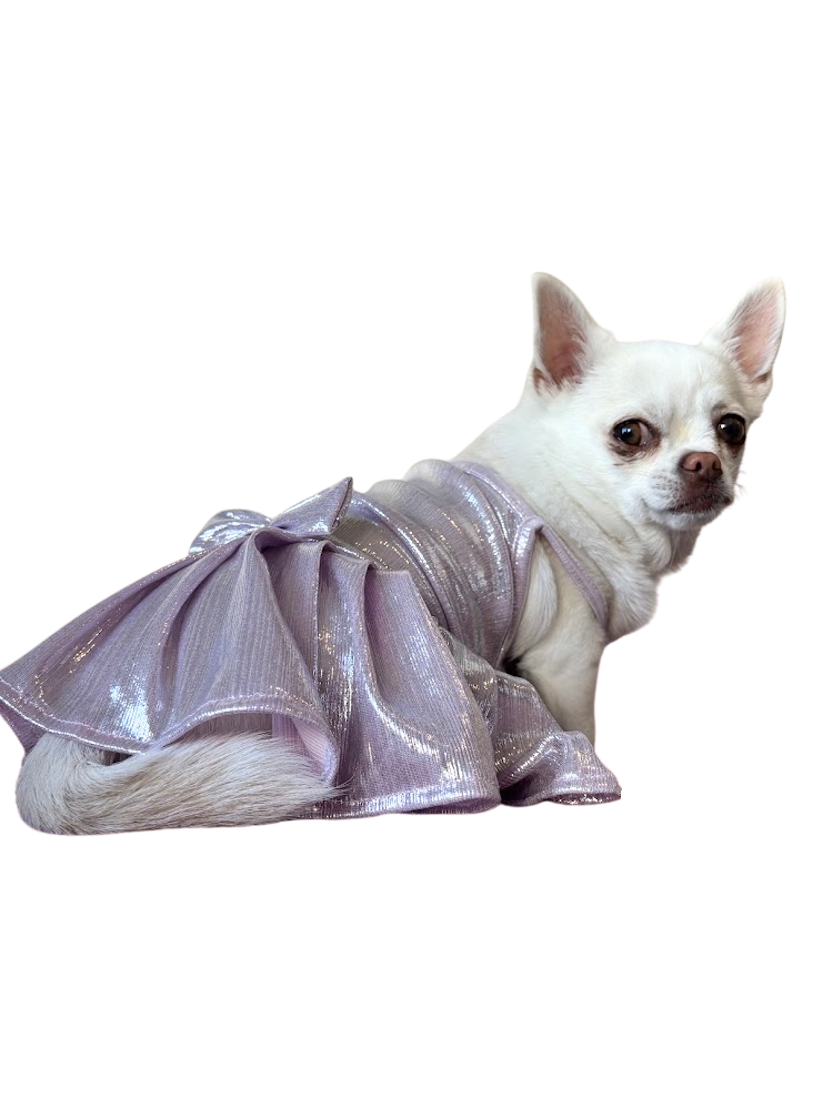 Eva, una chihuahua blanca, con un vestido brillante