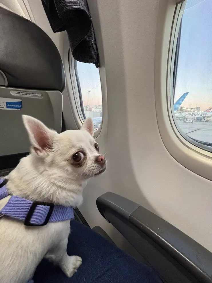 Eva sentada junto a la ventanilla de un avión